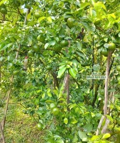 Cây giống quýt hồng trồng thực tế phát triển tốt lá xanh quanh năm tại Phúc An