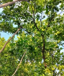 Cây giống quýt hồng sinh trưởng nhanh vượt trội tại vườn ươm Phúc An