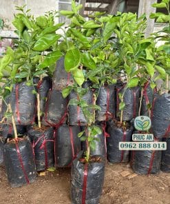 Bầu rễ cây giống quýt hồng khỏe mạnh không sâu bệnh tại Phúc An
