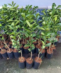Cây giống quýt hồng sinh trưởng nhanh vượt trội tại vườn ươm Phúc An