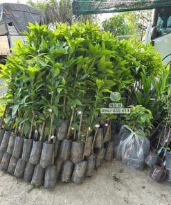 Lô cây giống xoài keo bộ lá xanh khỏe dày dặn tại Cây Giống Phúc An