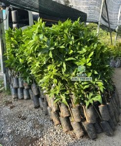 Lô cây giống xoài keo sinh trưởng tốt bầu rễ khỏe mạnh chuẩn bị giao khách tại Phúc An