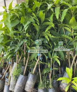 Cây giống xoài keo xanh tốt rễ đâm xuyên bầu khỏe mạnh được Phúc An chuẩn bị sẵn sàng giao đi xa