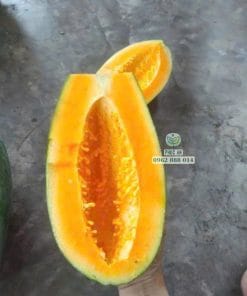 Bổ đôi quả đu đủ Thái ruột vàng chín màu sắc cực kỳ bắt mắt tại Cây Giống Phúc An