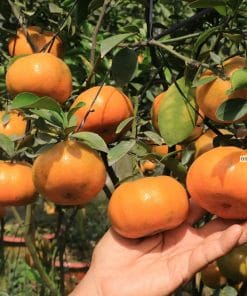 Niềm vui thu hoạch trái quýt hồng ngon năng suất cao cùng Phúc An
