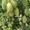 Hình ảnh các chùm trái xoài keo to tròn phát triển đều trên cây tại Phúc An