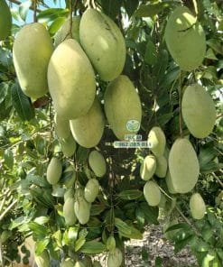 Hình ảnh các chùm trái xoài keo to tròn phát triển đều trên cây tại Phúc An