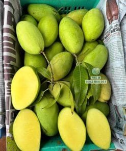 Cắt thử trái xoài keo ngon ngọt lịm vừa thu hoạch tại vườn Phúc An