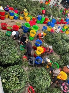 Cảnh thu hoạch, phân loại cau trái dài tại vựa thu mua