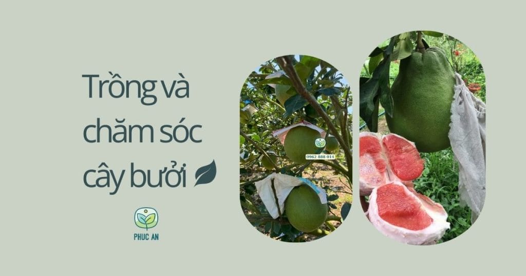 Trái bưởi da xanh được bao túi trên cây và múi bưởi ruột hồng bóc sẵn