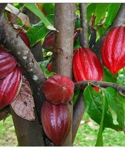 Thu hoạch trái ca cao chín tại vườn phục vụ sản xuất