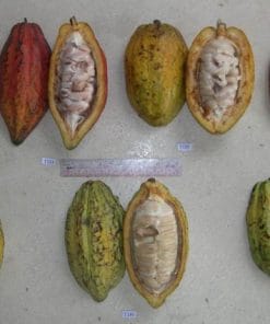Các dòng ca cao năng suất cao được ưa chuộng