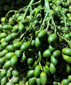 Cau trái dài đạt chuẩn được thu mua giá tốt