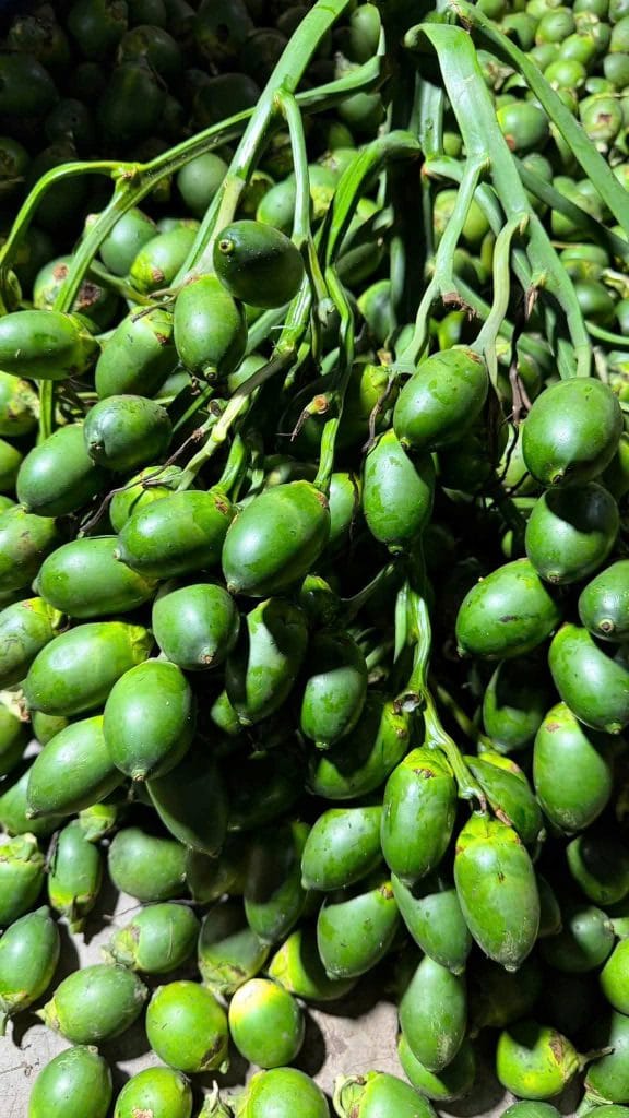 Cau trái dài đạt chuẩn được thu mua giá tốt