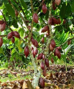Trái ca cao chuẩn giống đạt năng suất cao tại nhà vườn