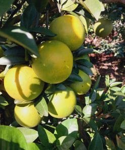 Cây cam xoàn cho trái rất nhiều