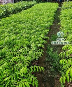 Vườn ươm số lượng lớn cây giống cóc Thái chất lượng cao Phúc An