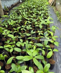 Vườn ươm cây giống dâu Xiêm số lượng lớn tại Phúc An