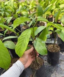 Cây giống dâu Xiêm lá xanh tốt, tán xòe đều tại Phúc An