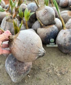 Lô cây giống dừa Mã Lai chu sinh trưởng tốt bầu rễ khỏe mạnh chuẩn bị giao khách tại Phúc An