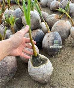Cây giống dừa Mã Lai chu ra đọt non xanh mướt phát triển tốt tại vườn Phúc An
