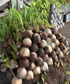 Lô cây giống dừa Mã Lai chu bộ lá xanh khỏe dày dặn tại Cây Giống Phúc An