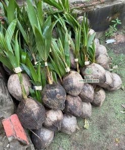 Cây giống dừa Mã Lai chu sinh trưởng nhanh vượt trội tại vườn ươm Phúc An
