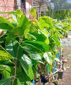 Cây giống ca cao TD3, TD5, TD11