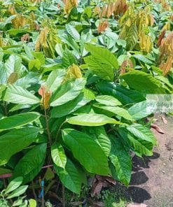 Cây giống ca cao TD3, TD5, TD11
