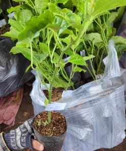 Cây giống chanh dây vàng (thường, chua) do Phúc An cung cấp