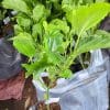 Cây giống chanh dây vàng (thường, chua) do Phúc An cung cấp