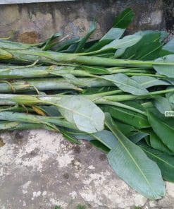 Cây giống chuối hột chất lượng tại Phúc An