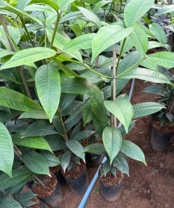 Cây giống măng cụt ươm hạt khỏe mạnh