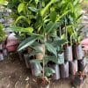 Cây giống măng cụt ươm hạt khỏe mạnh