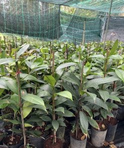 Cây giống măng cụt ươm hạt khỏe mạnh