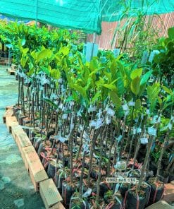 Cây giống mít mã lai loại 1 tại Phúc An