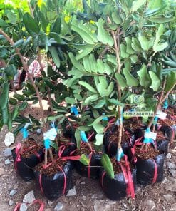 Cây giống nhãn xuồng tại Phúc An
