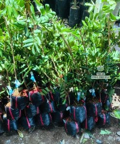Cây giống nhãn xuồng tại Phúc An