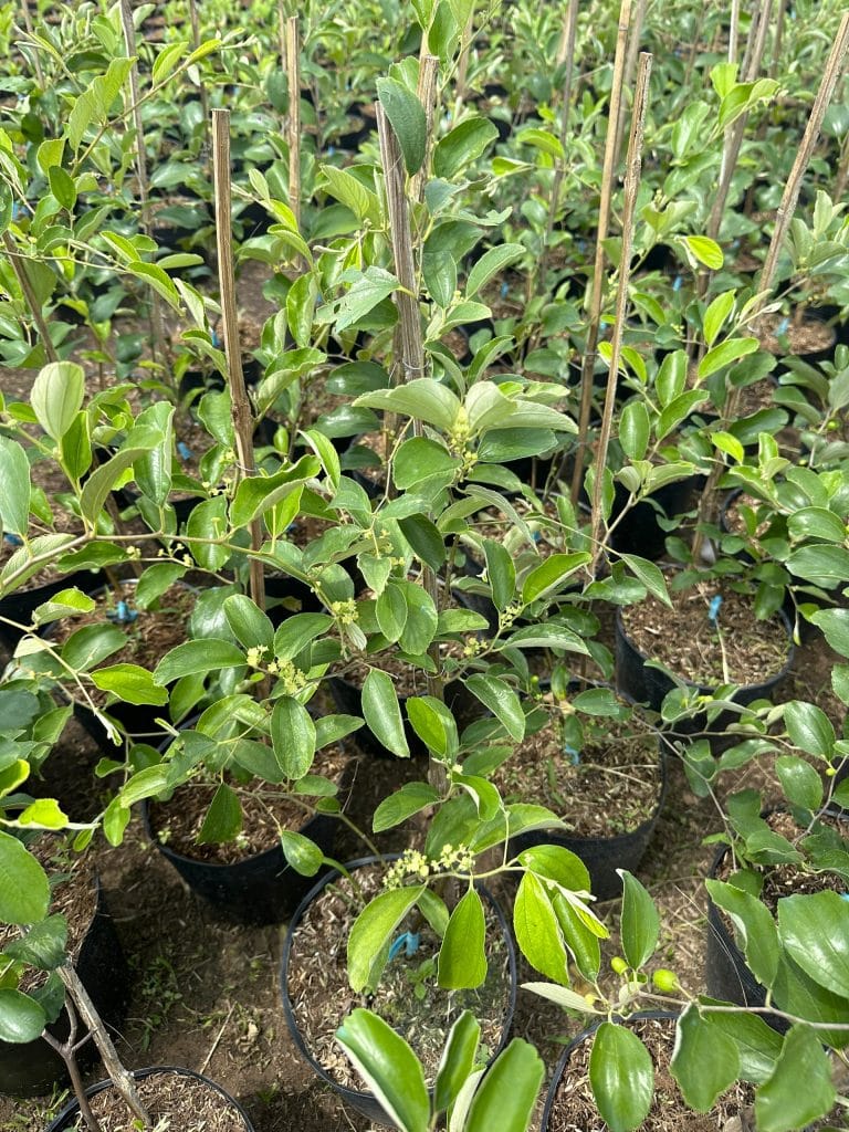 Cây giống táo thái, sản xuất bằng phương pháp ghép cành