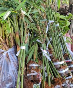 Cây tre Bát Độ giống bầu rễ phát triển mạnh đảm bảo tỉ lệ sống cao