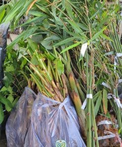 Cây giống tre Bát Độ thuần chủng gốc mập mạp giúp bụi tre nhanh bung tược