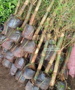 cay giong tre tam vong cay giong phuc an 1
