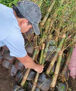 Lô cây giống tre tầm vông chuẩn bị giao cho khách