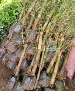cay giong tre tam vong cay giong phuc an 5