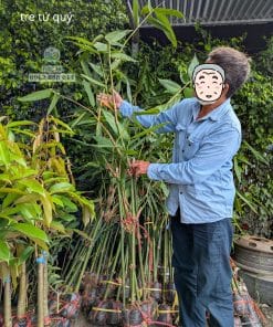 Cây giống tre tứ quý được nuôi khỏe, rễ ra nhiều sẵn sàng trồng