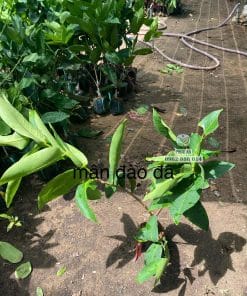Vườn ươm cây mận hồng đào đá Cây Giống Phúc An