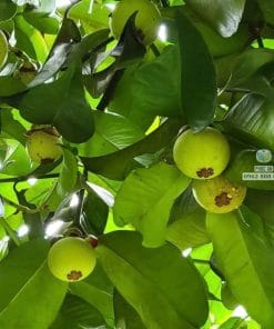 Chùm măng cụt ươm hạt quả non xanh mướt trên cành tại Phúc An