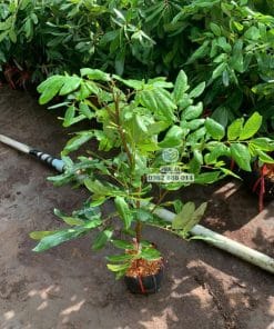Cây giống nhãn Long Phụng Châu tán lá xanh tốt phát triển đều tại vườn Phúc An
