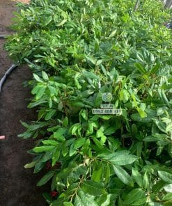 Cây giống nhãn Long Phụng Châu lá xanh khỏe thích nghi tốt tại vườn ươm Phúc An