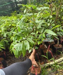 Cây giống nhãn Long Phụng Châu ra đọt non xanh mướt phát triển tốt tại vườn Phúc An